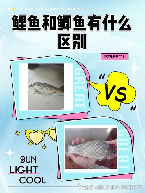 鯉魚和鯽魚圖片對比