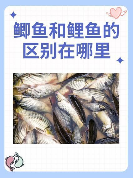 鯉魚和鯽魚圖片對比