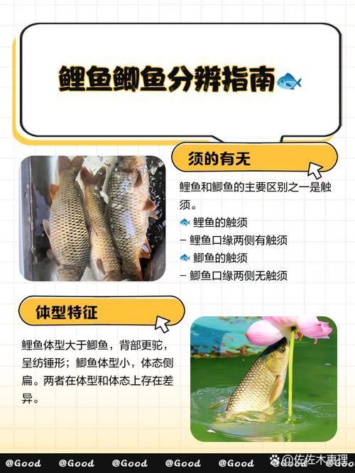 鯉魚和鯽魚圖片對比