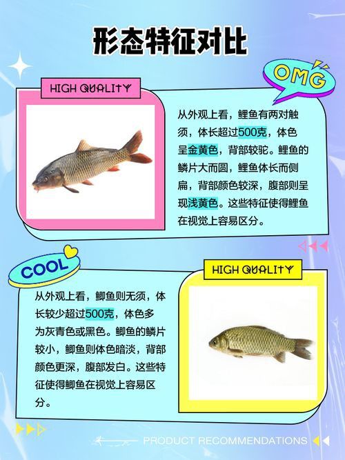 鯉魚和鯽魚圖片對比