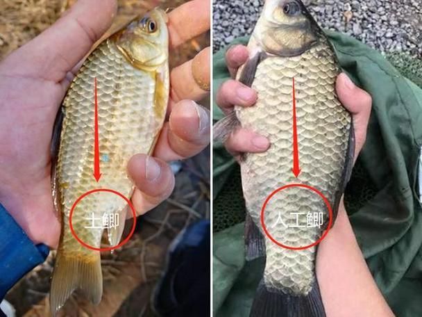 鯉魚和鯽魚圖片對比