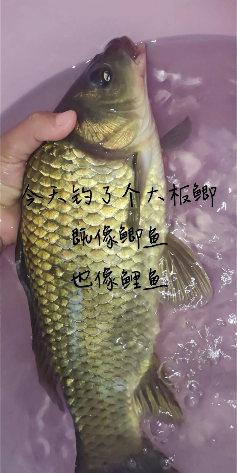 鯉魚和鯽魚圖片對比