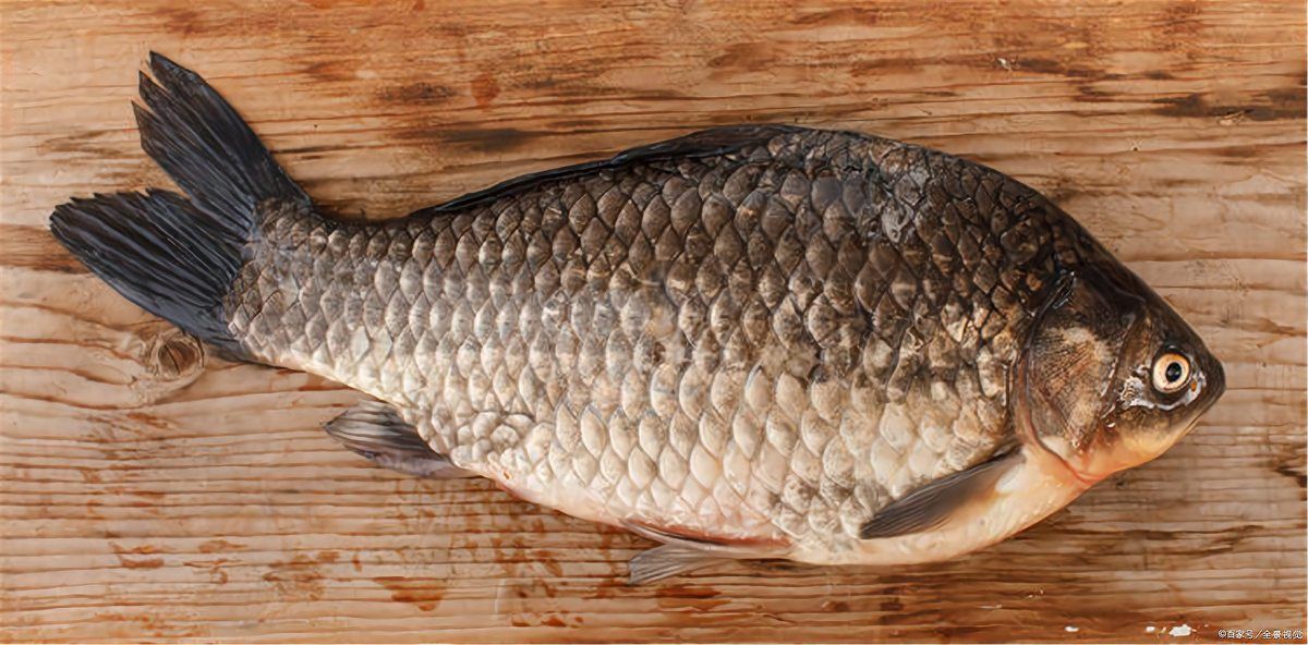 鯉魚和鯽魚圖片對比