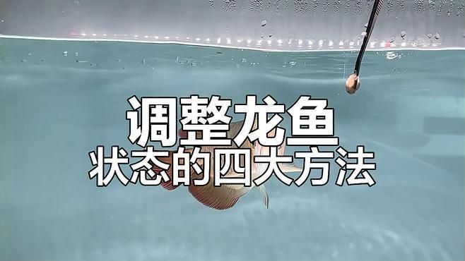 如何預防龍魚疾病的發生？