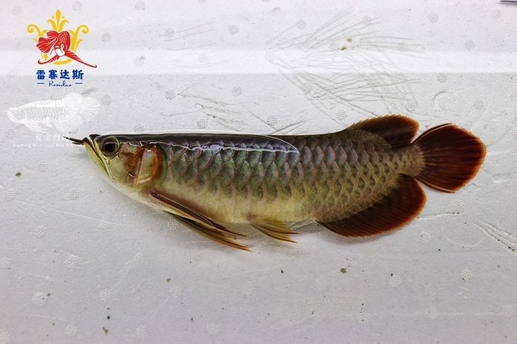 龍魚開始發色有什么特征，龍魚發色的一些特征