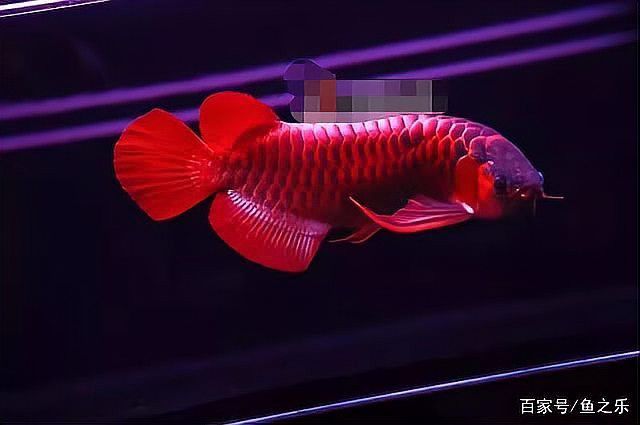 小紅龍魚發色需要哪些條件？