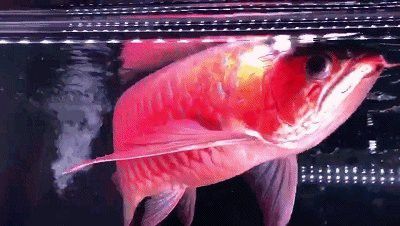 小紅龍魚發色需要哪些條件？