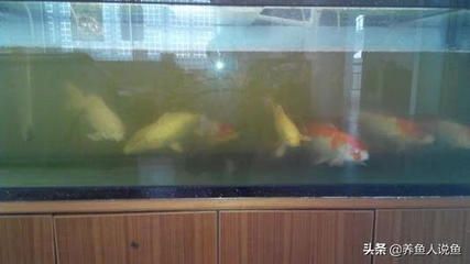 七紋巨鯉魚水質要求：七紋巨鯉魚ph值調控技巧七紋巨鯉魚ph值調控技巧
