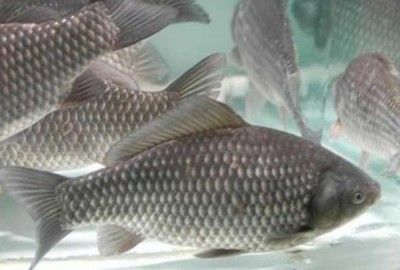 七紋巨鯉魚水質要求：七紋巨鯉魚ph值調控技巧七紋巨鯉魚ph值調控技巧