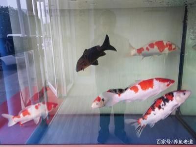 七紋巨鯉魚水質要求：七紋巨鯉魚ph值調控技巧七紋巨鯉魚ph值調控技巧