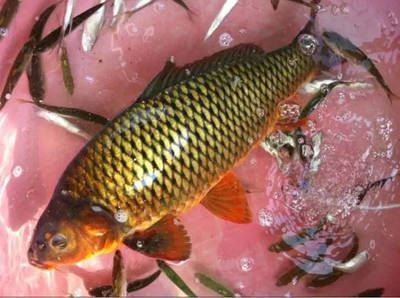 七紋巨鯉魚水質要求：七紋巨鯉魚ph值調控技巧七紋巨鯉魚ph值調控技巧