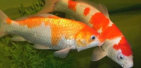 七紋巨鯉魚水質要求：七紋巨鯉魚ph值調控技巧七紋巨鯉魚ph值調控技巧