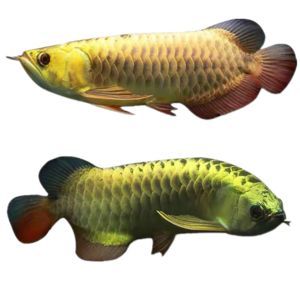 頂級紅龍魚品牌有哪些品種的魚苗：頂級紅龍魚品牌有哪些品種的魚苗品種及其特點