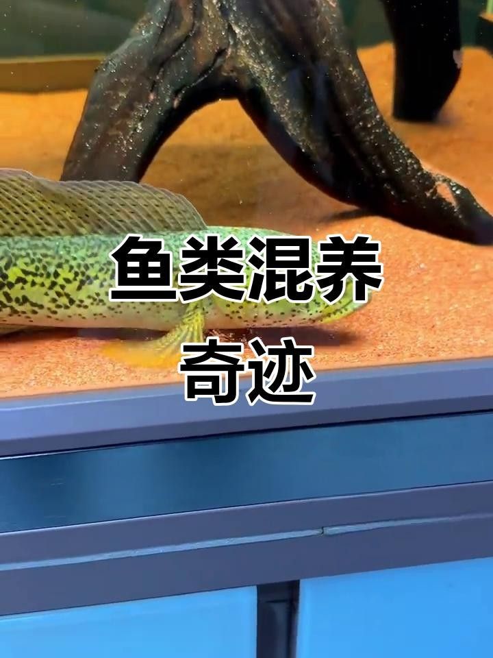 雷龍魚和龍魚可以混養(yǎng)嗎？