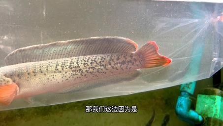 雷龍魚和龍魚可以混養(yǎng)嗎？