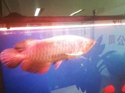 北京買金龍魚去哪里：北京金龍魚京東自營旗艦店