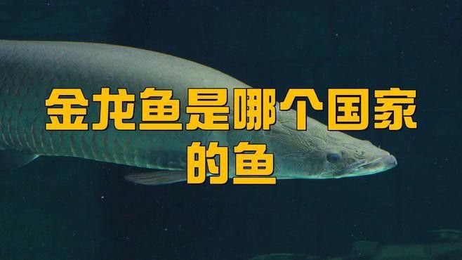 金龍魚色拉油產(chǎn)地哪里