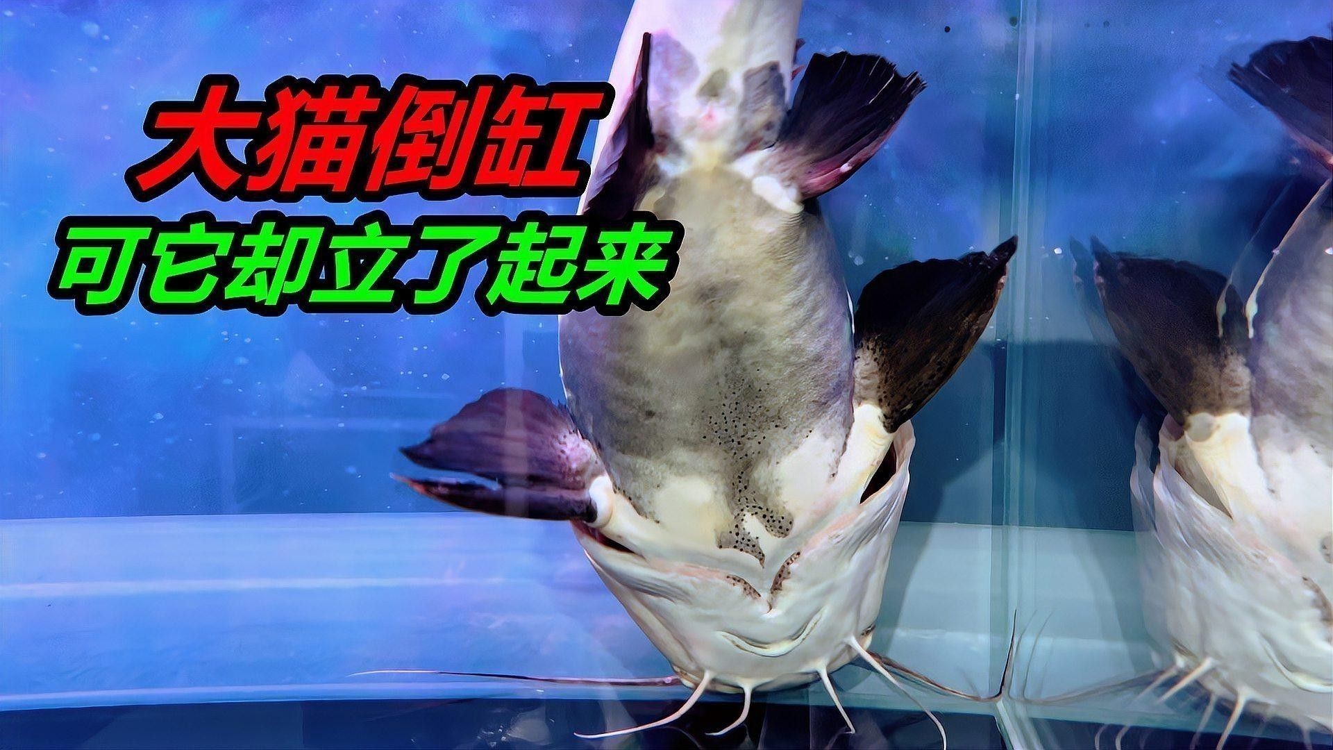 雷龍魚和招財貓魚哪個強悍？