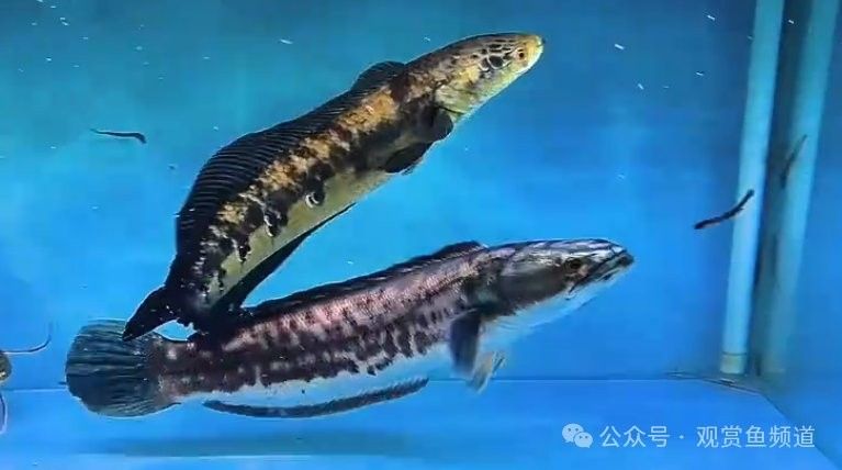 雷龍魚和招財貓魚哪個強悍？