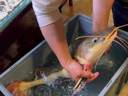雷龍魚和招財貓魚哪個強悍？