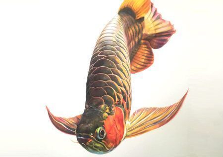 森森魚缸下過濾安裝（如何選擇合適的過濾棉魚缸內置過濾器選購指南）