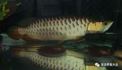 龍魚的狀態(tài)好壞對(duì)其整體健康和外觀有著重要影響和影響：如何調(diào)整龍魚的狀態(tài)