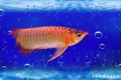 龍魚的狀態(tài)好壞對(duì)其整體健康和外觀有著重要影響和影響：如何調(diào)整龍魚的狀態(tài)