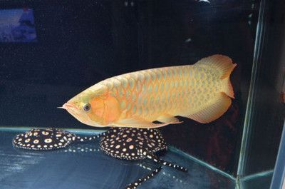一米二養龍魚：1.2米的魚缸適合養龍魚嗎？