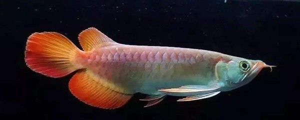 一米二養龍魚：1.2米的魚缸適合養龍魚嗎？