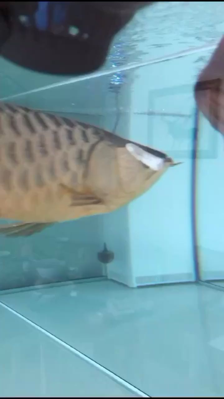 吃貨阿龍