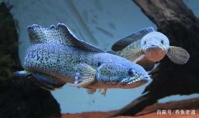 龍魚(yú)養(yǎng)殖指南：養(yǎng)魚(yú)老道龍魚(yú)養(yǎng)殖指南