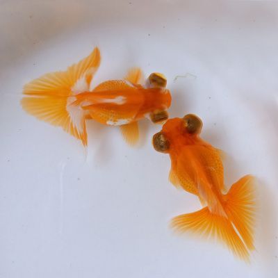 蝶尾金魚(yú)有哪些高端品相？