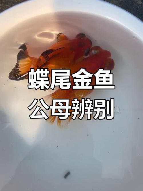 蝶尾金魚(yú)有哪些高端品相？