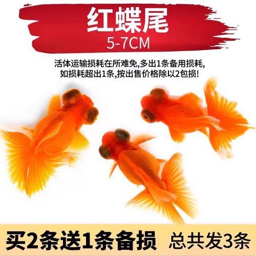 蝶尾金魚(yú)有哪些高端品相？