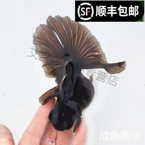蝶尾金魚(yú)有哪些高端品相？