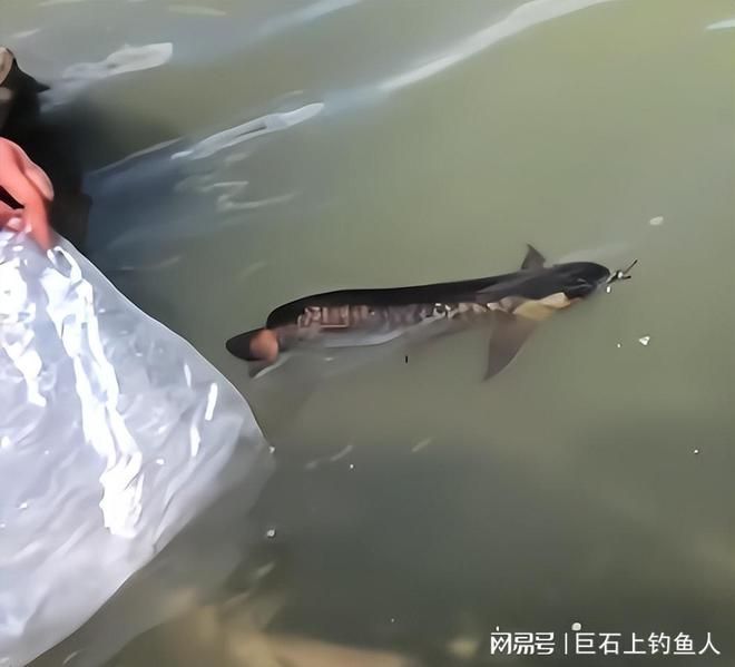 龍魚的頭部特征描述（龍魚的頭部特征）