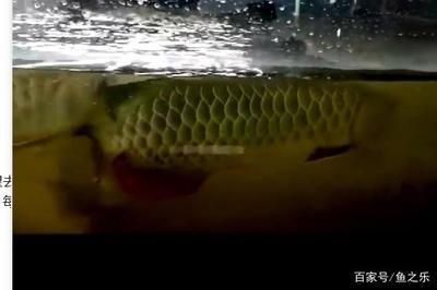 龍魚養殖場喂什么：龍魚養殖場喂養的重要元素和飼養需要注意飼料的微量元素