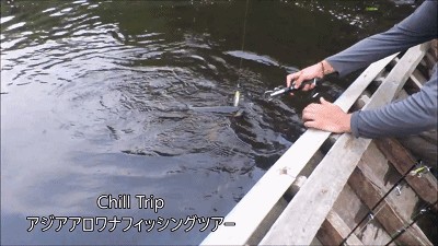 龍魚養殖場喂什么：龍魚養殖場喂養的重要元素和飼養需要注意飼料的微量元素