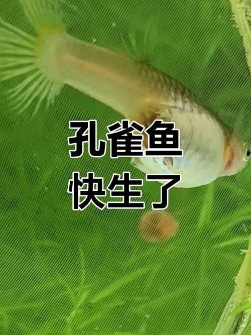 孔雀魚生產前兆圖片