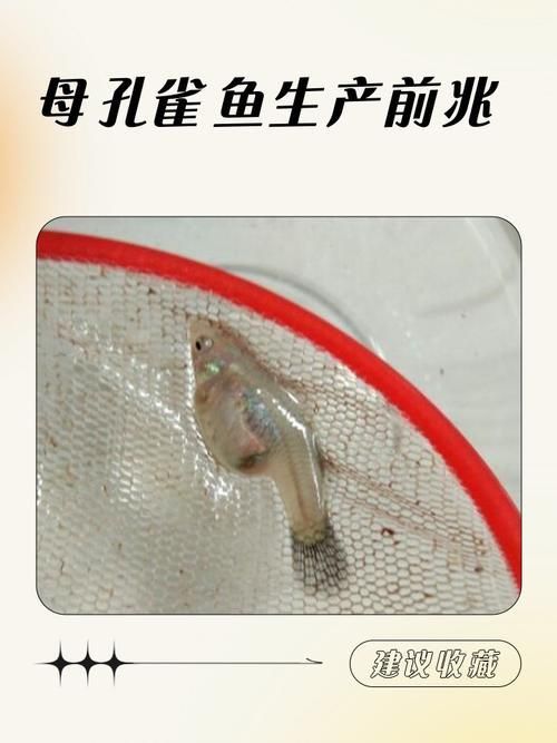 孔雀魚生產前兆圖片