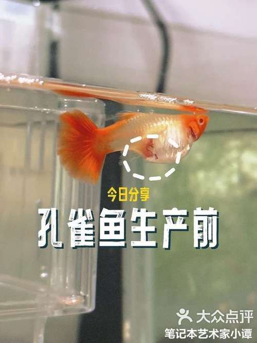 孔雀魚生產前兆圖片
