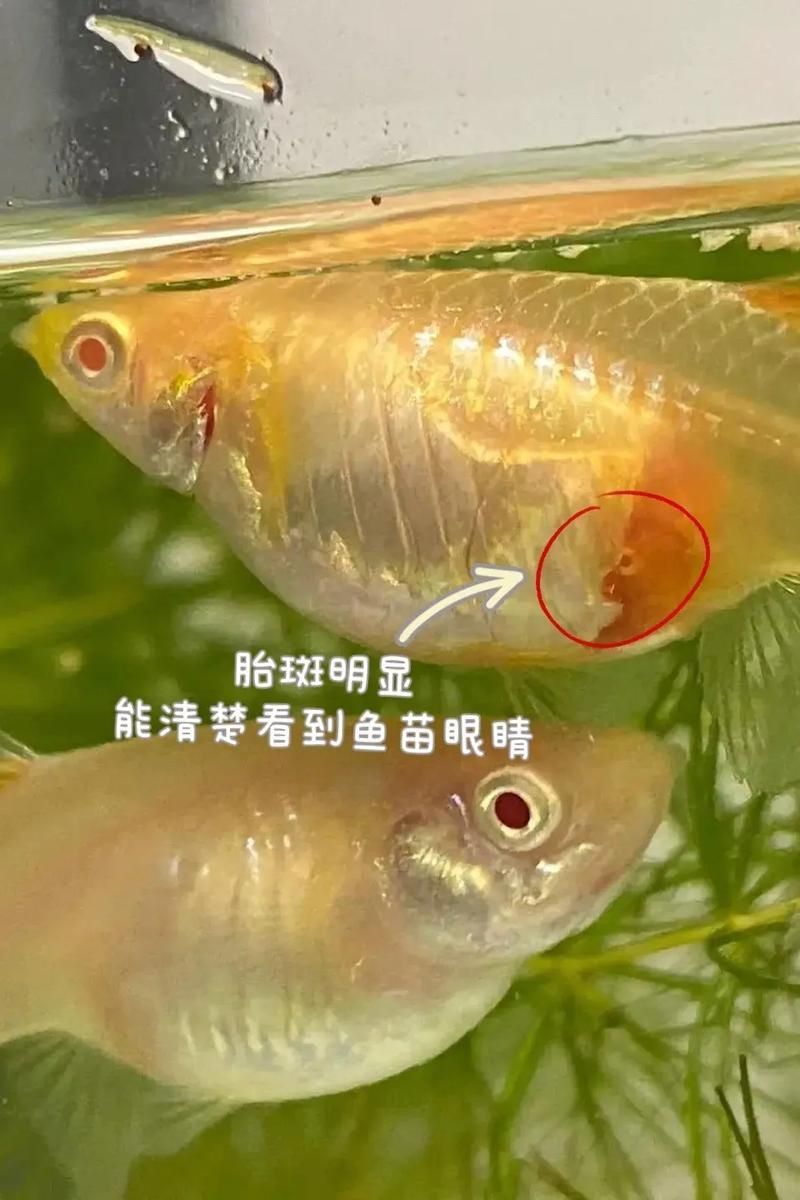 孔雀魚生產前兆圖片