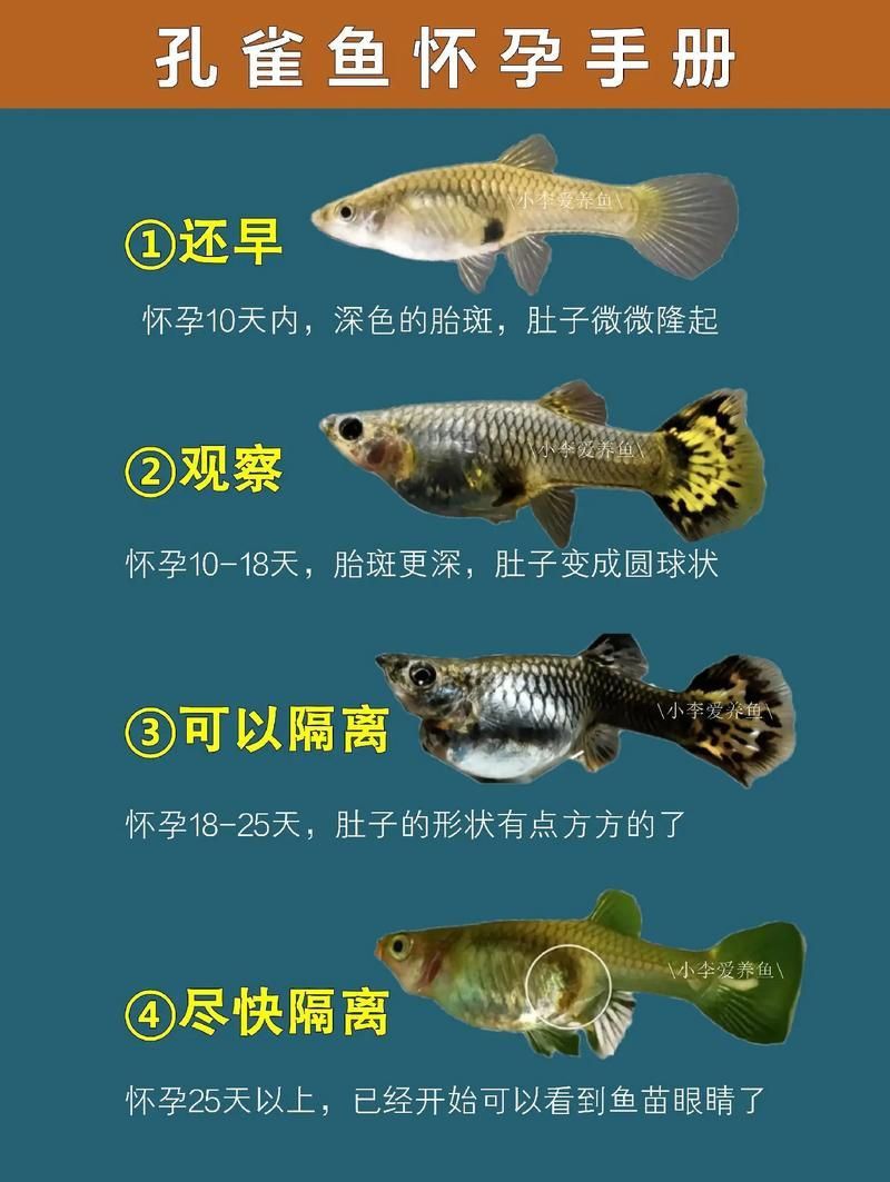 孔雀魚生產前兆圖片