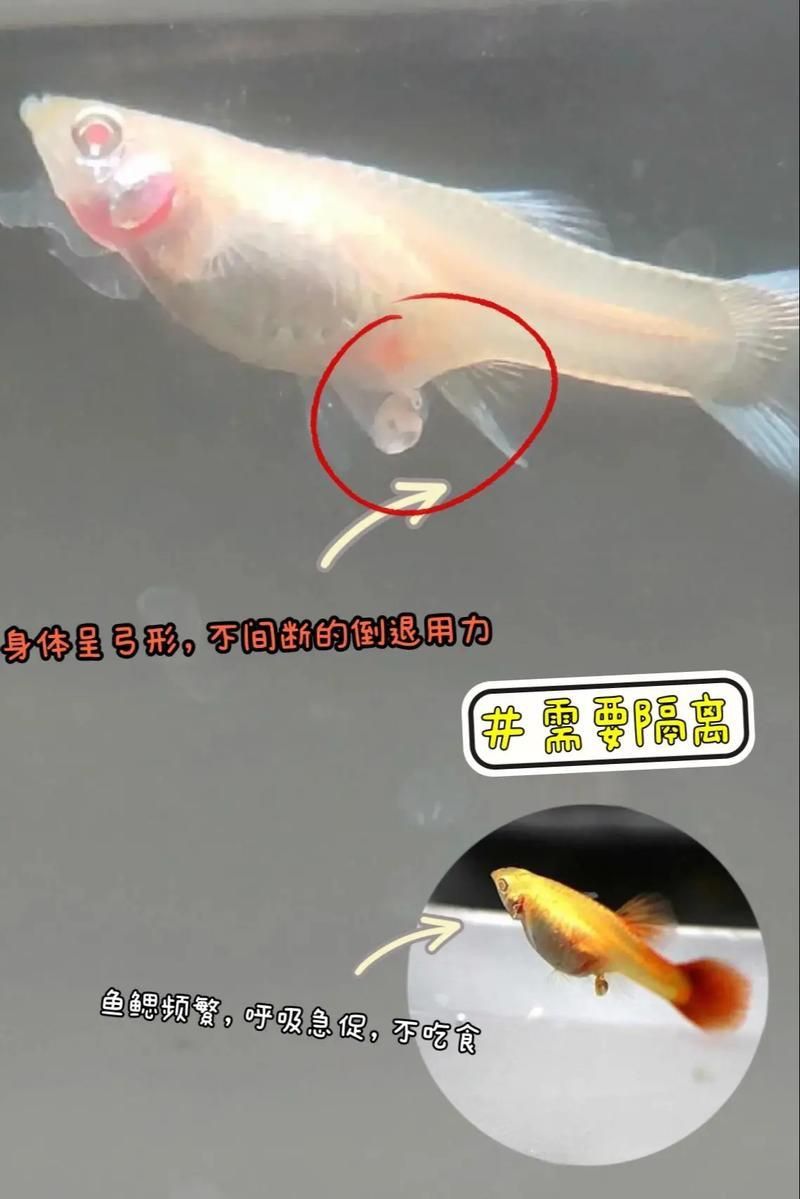 孔雀魚生產前兆圖片
