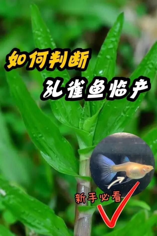 孔雀魚生產前兆圖片