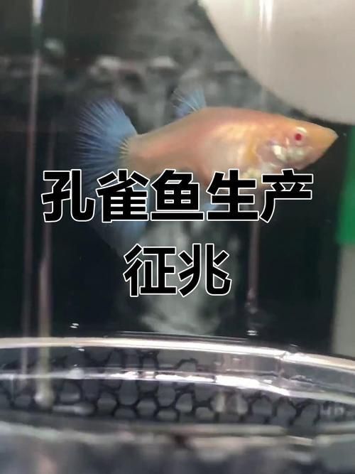孔雀魚生產前兆圖片