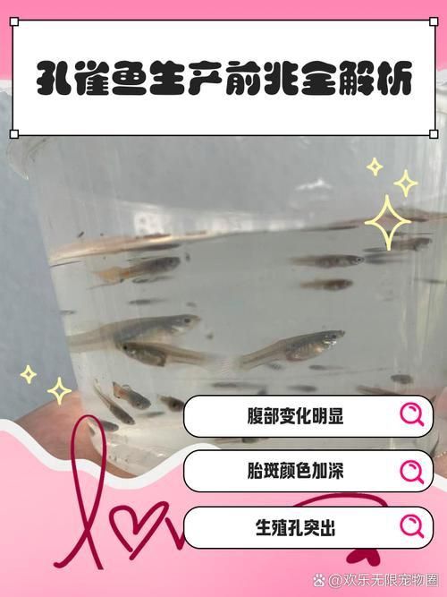 孔雀魚生產前兆圖片