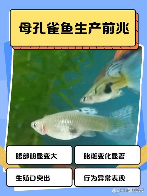 孔雀魚生產前兆圖片