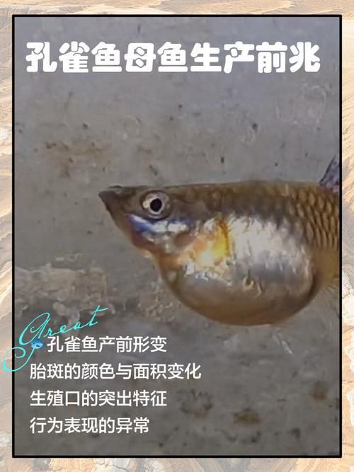 孔雀魚生產前兆圖片