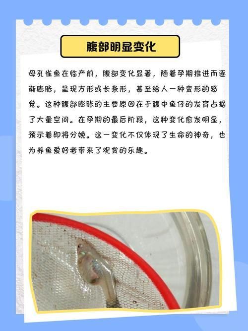 孔雀魚生產前兆圖片
